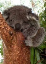 Cute_Koala