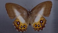 Новый род бабочек назвали в честь персонажа "Властелина колец"