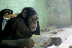 В Красноярском зоопарке шимпанзе заинтересовались книжками