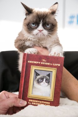 Самый сердитый кот в мире написал книгу