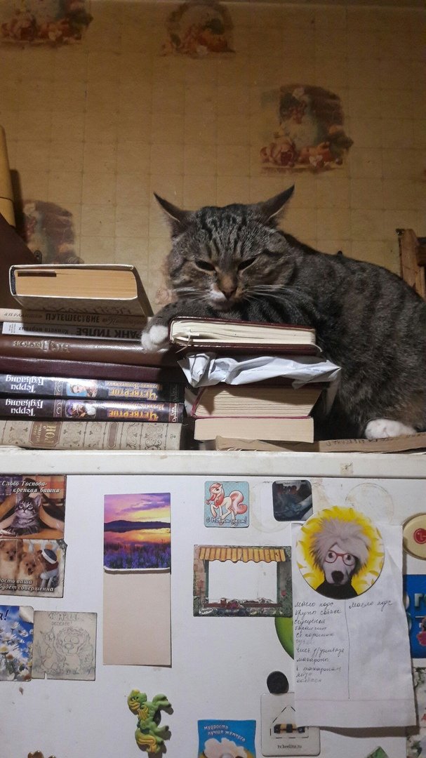 кот как бы намекает