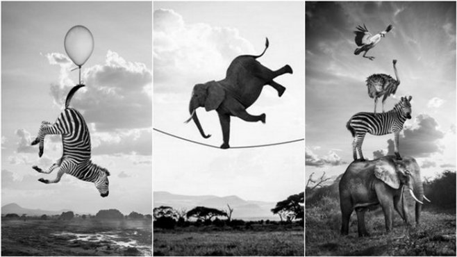 "Акуна Матата" - серия фотографий беззаботных диких животных от Томаса Сабтила   