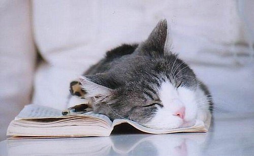Коты и книги ^_^