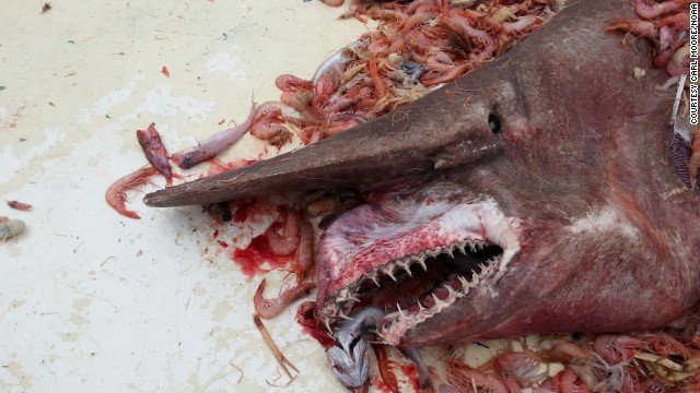 Акула-домовой (goblin shark, скапаноринх, Mitsukurina owstoni) - таинственный глубоководный монстр (фото, видео)