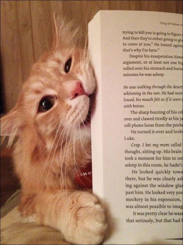Книги, кошки, счастье!!!