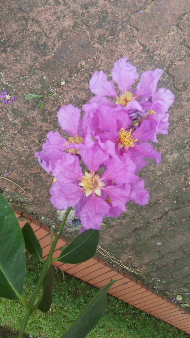 Цветы во Вьетнаме – от лотоса до персикового дерева
