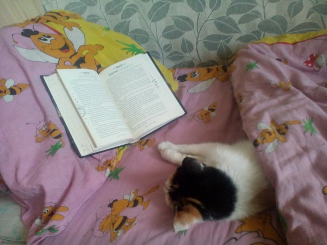 Дети читают кошкам