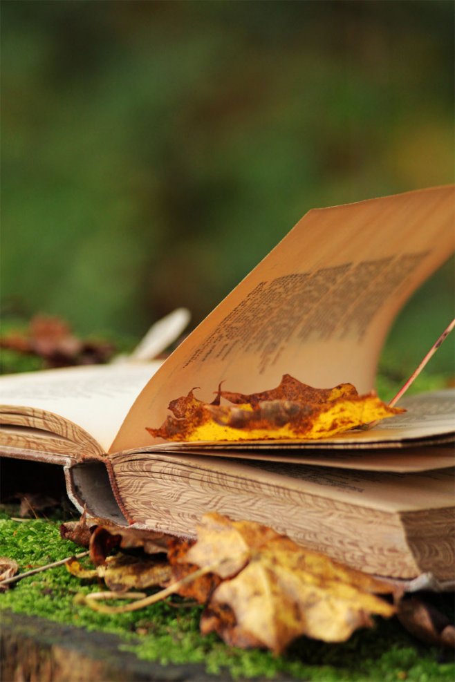 осень и книга