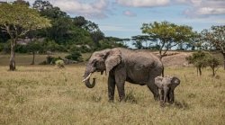 elefant2